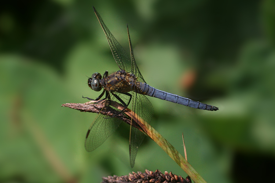 6060_Beekoeverlibel (m) - Plitvice N.P. (Kroatia).jpg